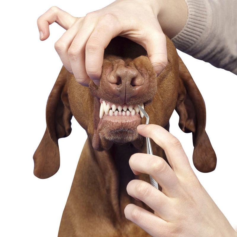 แบบพกพา Pet Grooming เครื่องมือ แมวสัตว์เลี้ยง สุนัข ทำความสะอาดฟัน ปากกา 17cm Tartar ทันตกรรม Calculus