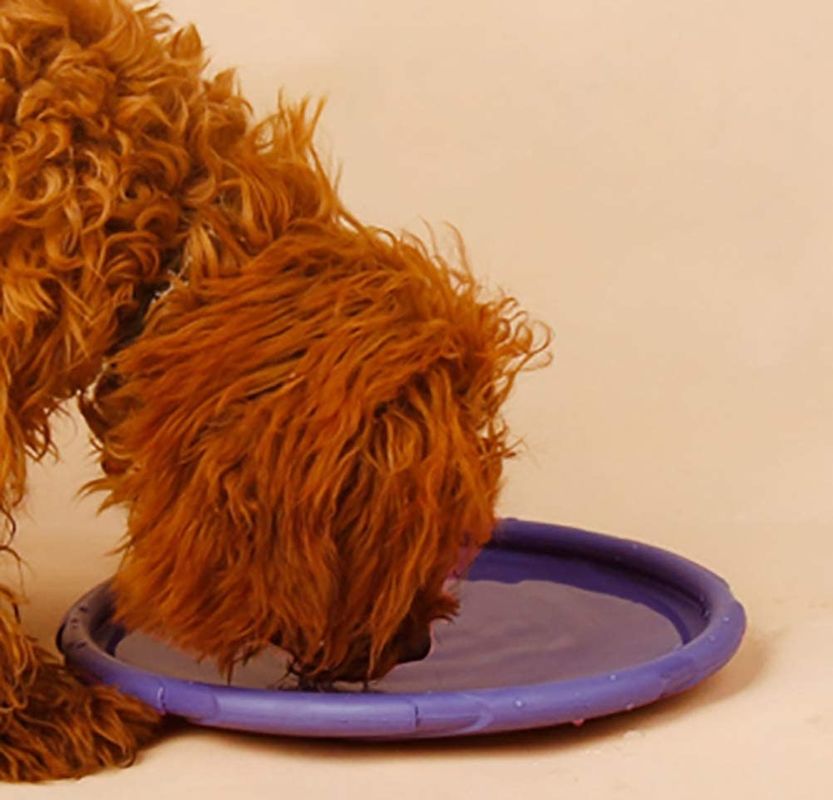 ซิลิกาเจลสุนัขกลางแจ้ง Flying Disk Dog Fetch Training Toy